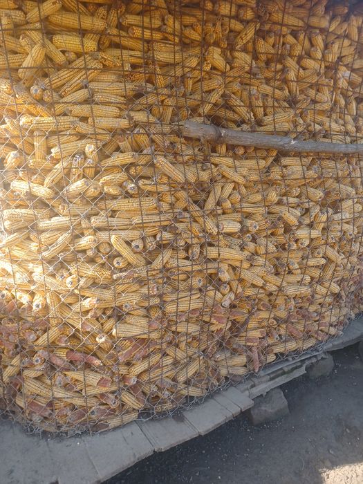 Vând porumb și grau