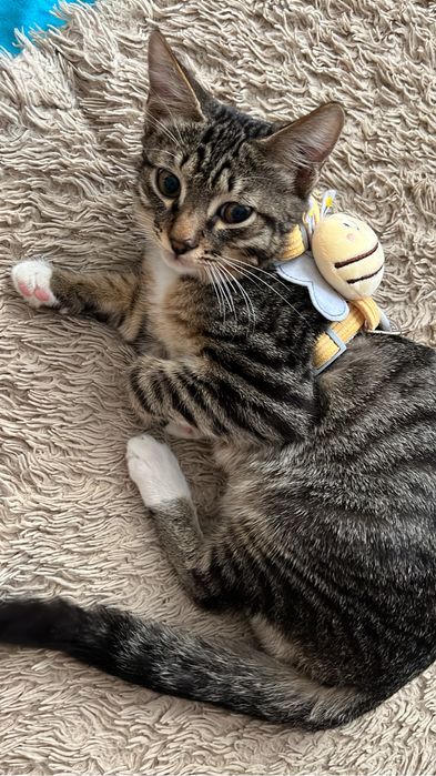 Отдам кота , малтчик , чистый и ласковый