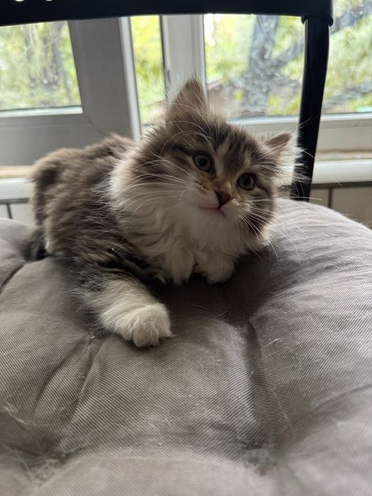 Котёнок девочка