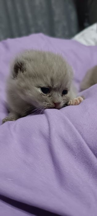 Продам котят британцев