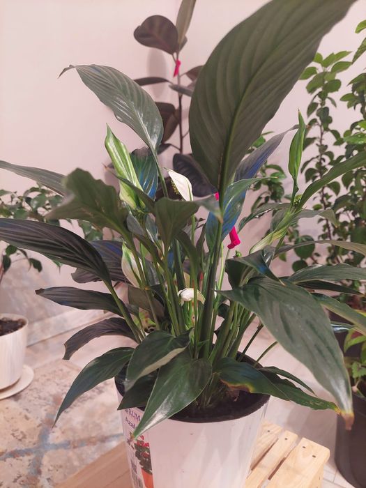 Әр түрлі гүлдер әр түрлі бағада