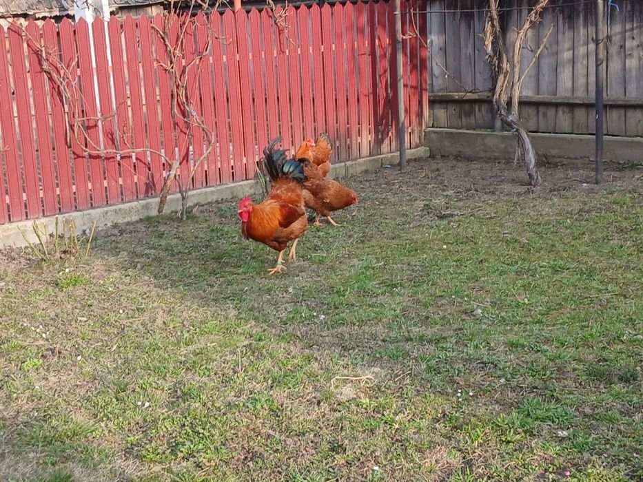 Disponibil cocoș New Hampshire cu găini