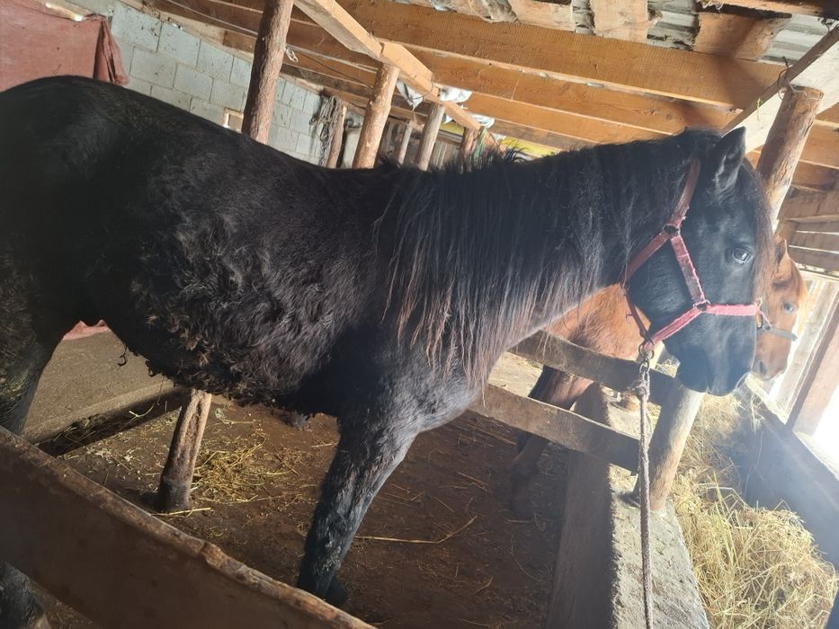 Продам жеребца иноходец(жорга)