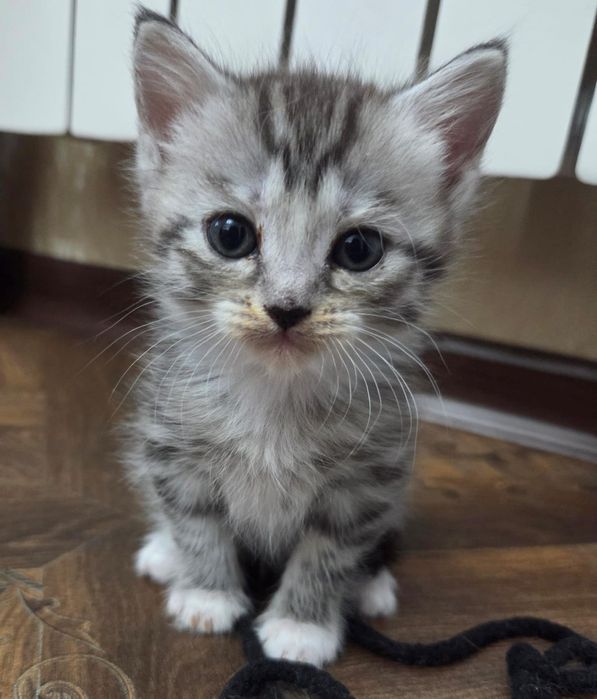 Отдам котят в добрые руки