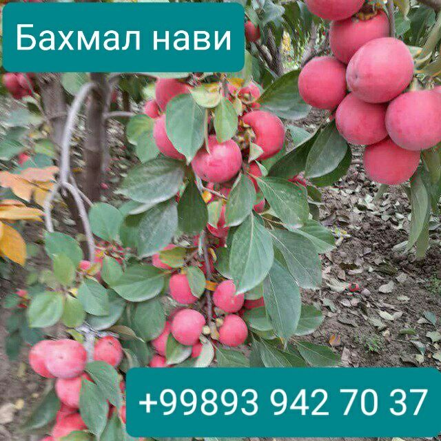 Mevali ko'chatlar oliy navli