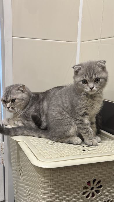 Продается котенок, 3 месяца