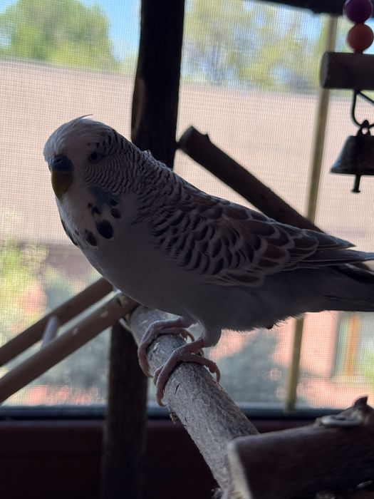 Попугай выставочный