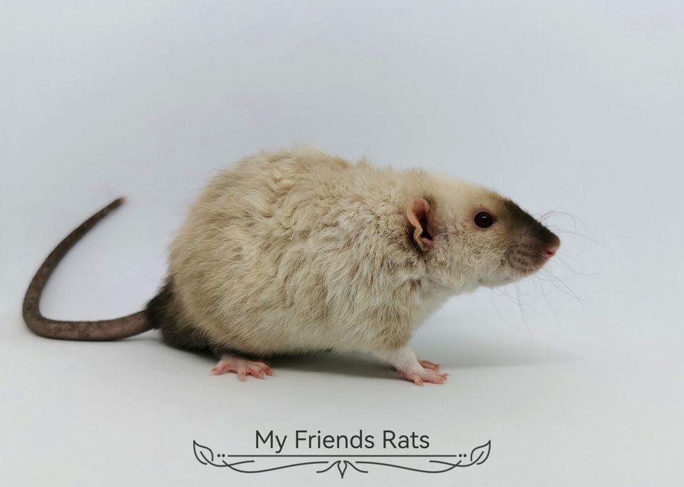 Декоративни плъхчета