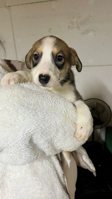 Ищу дом 2м щенкам