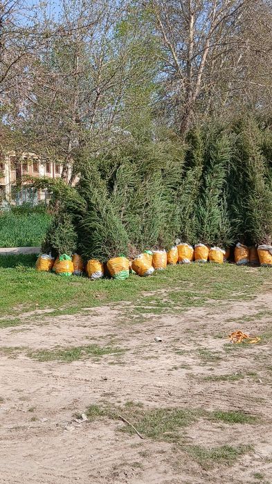 Kochatlar bor qarashga bogliq