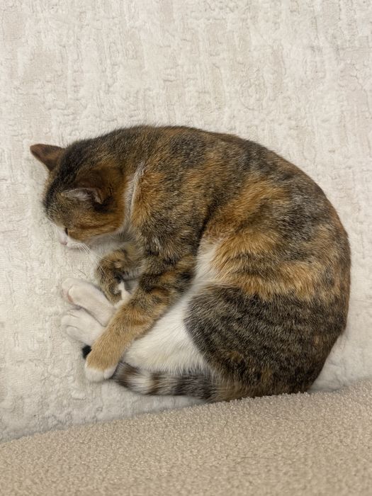 Отдам кошку в хорошие руки