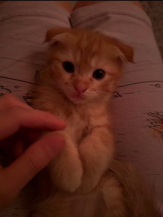 Котята скоттиш фолд