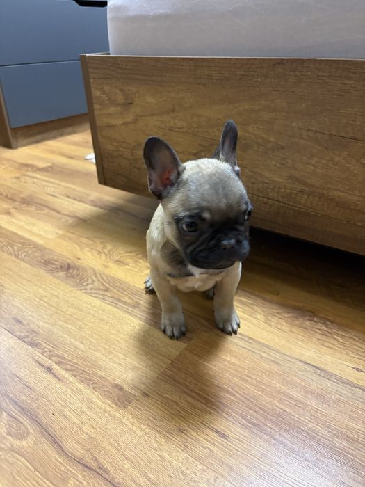 Френски  Булдок на 3 месеца