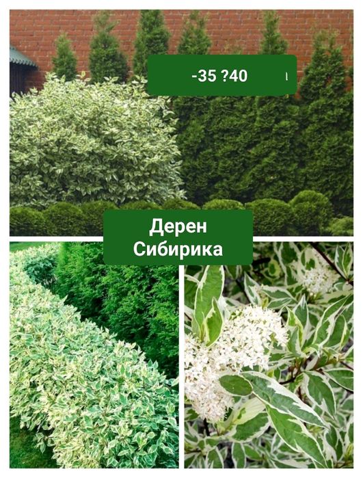 Сливы. Ели. Туи. Розы. Кустарники