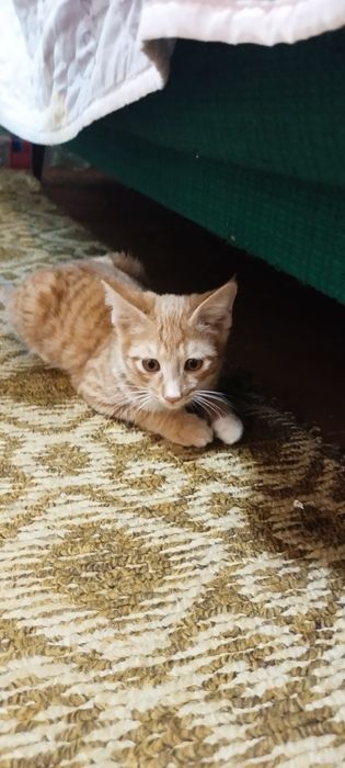 Отдадим котят в хорошие руки