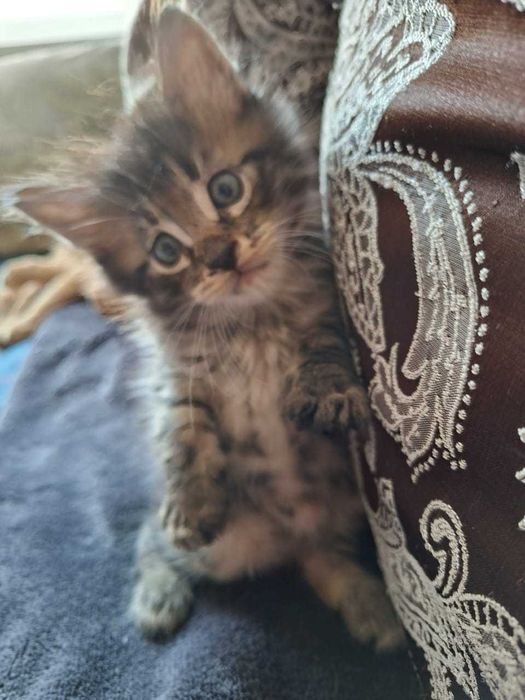 Отдам в добрые руки котят