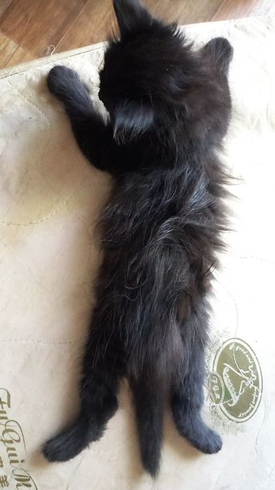 Котенок отец мейнкун мать помесный мейнкун осталась одна чёрная девоча
