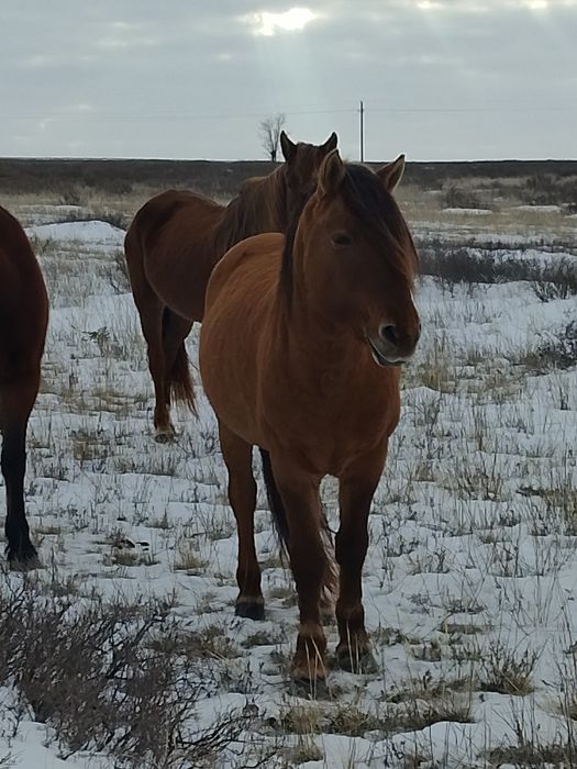 Айғыр сатылады ааа