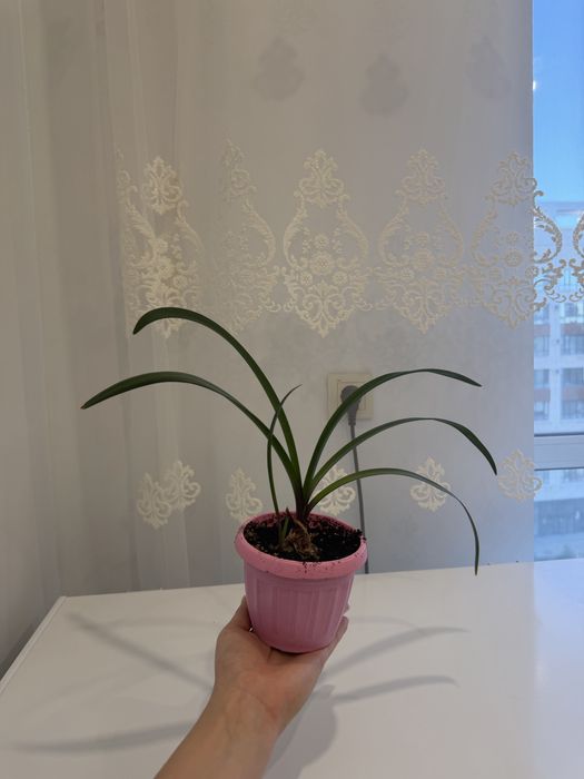 Комнатные цветы