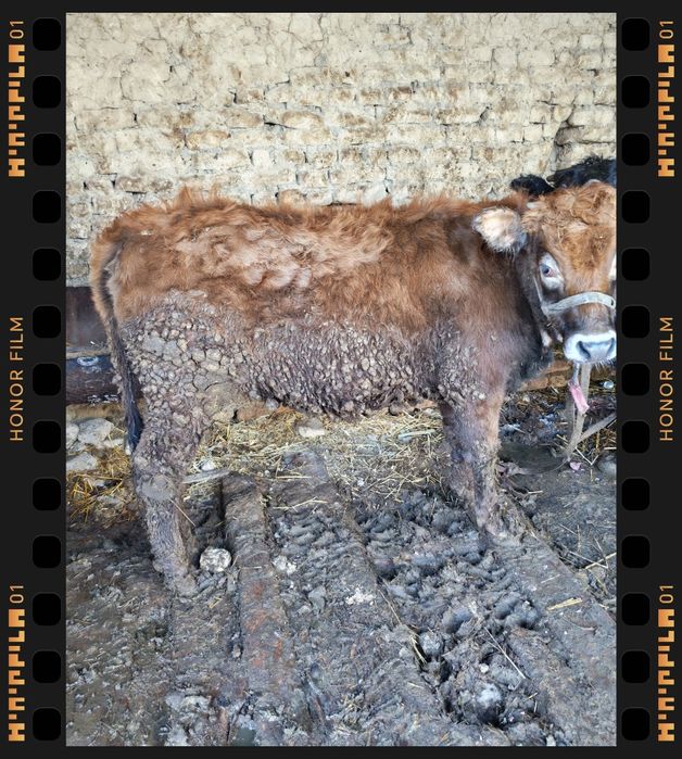 Gonajin soglom egze buqa sigir