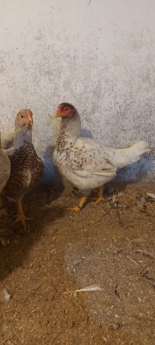 Disponibile gaini și cocos combatant indian