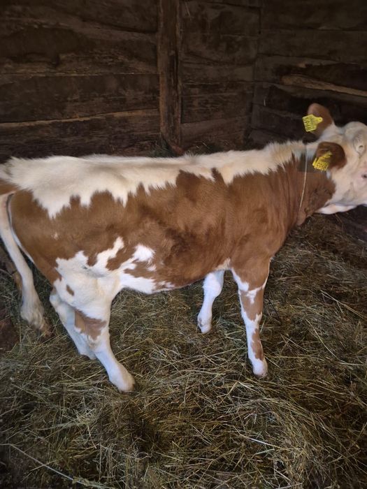 Vând Vițea de 3 luni