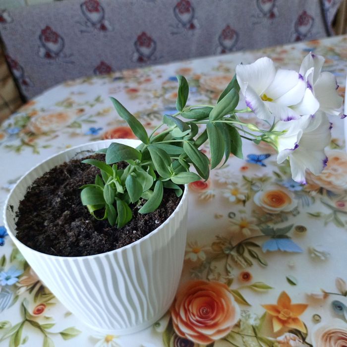 Комнатные цветы .