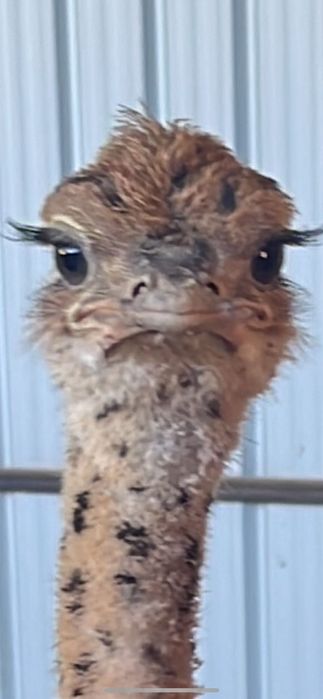 Pui de struț negru african