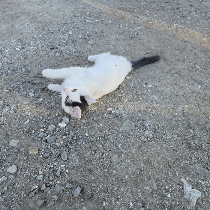 Коте та 3 месеца