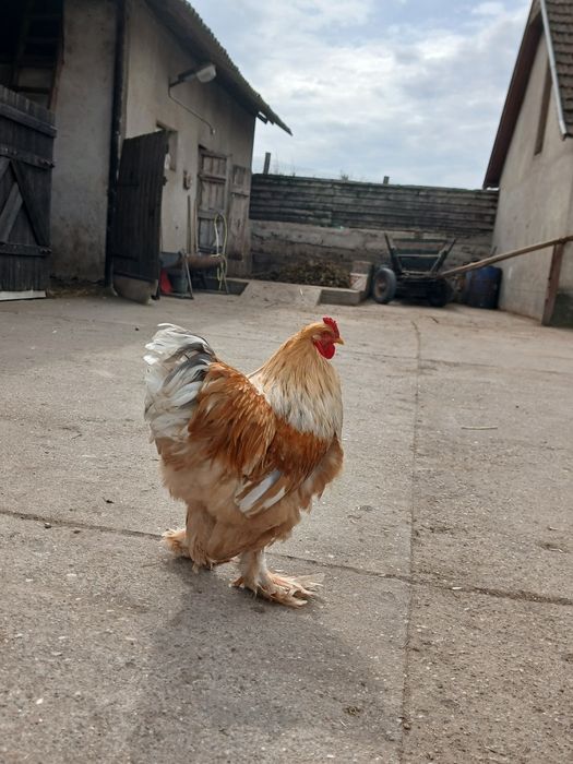 Gaini brahma de vanzare