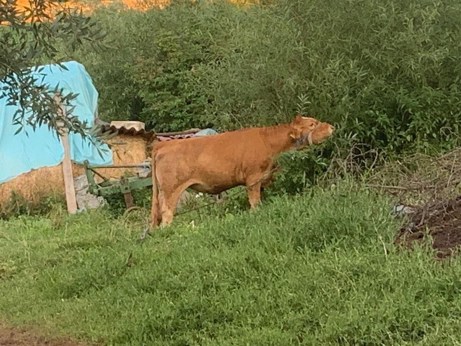 Vând vaca cu vițel sau fără și junincă de un an