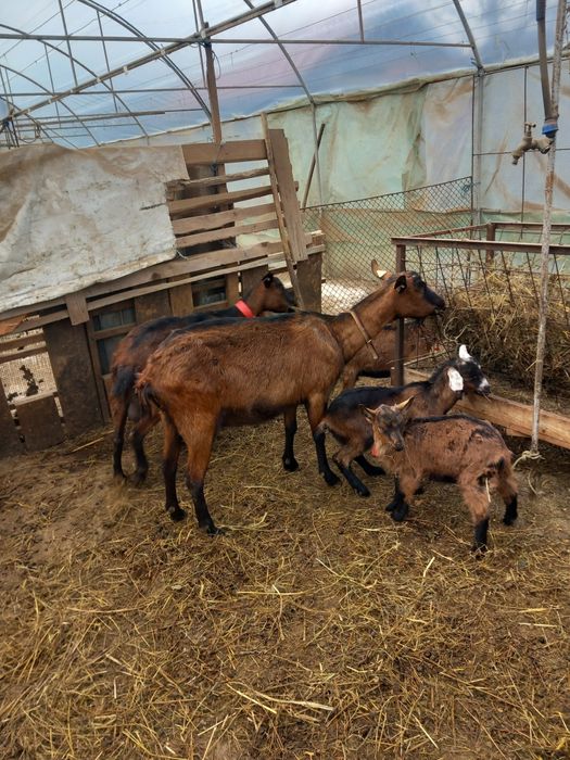 Vand trei capre  alpina franceză