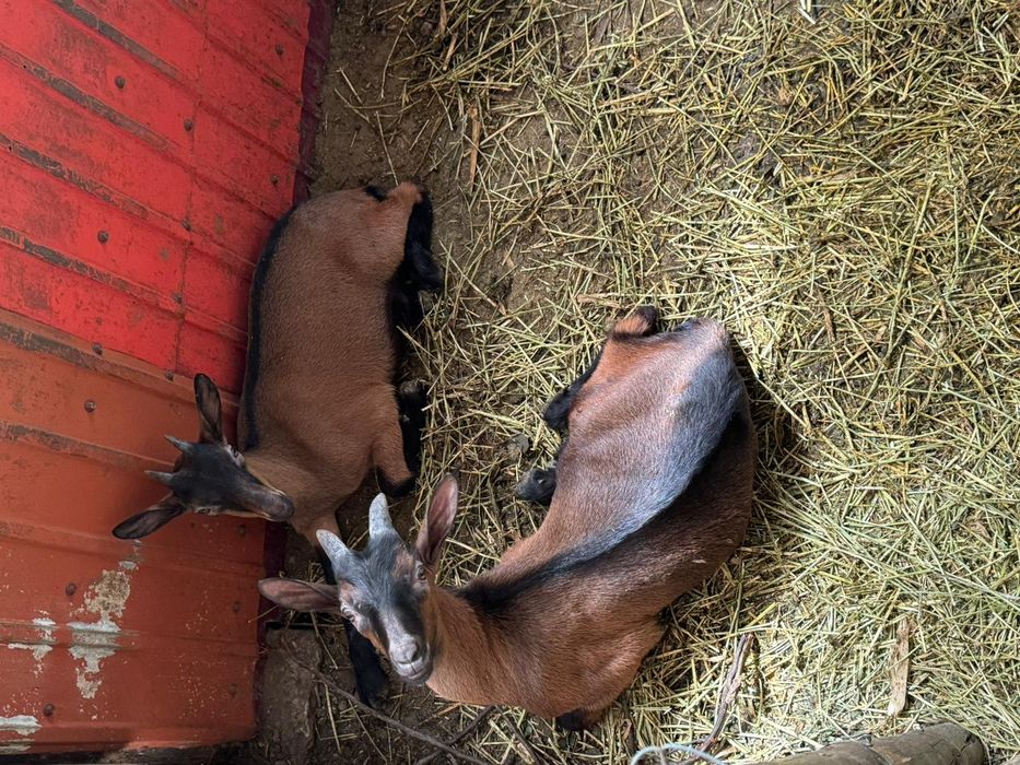 Iezi capra rasa alpina franceza