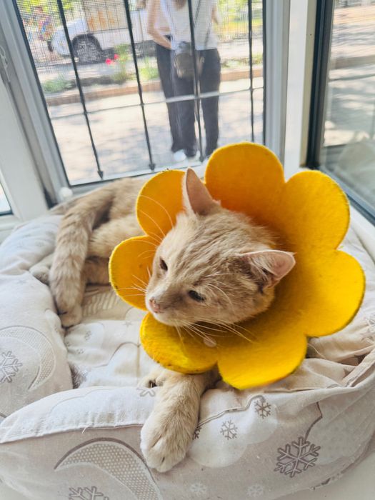 Разговорчивый и поющий кот
