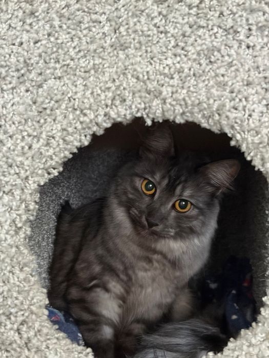 Кота Чиби в добрые руки