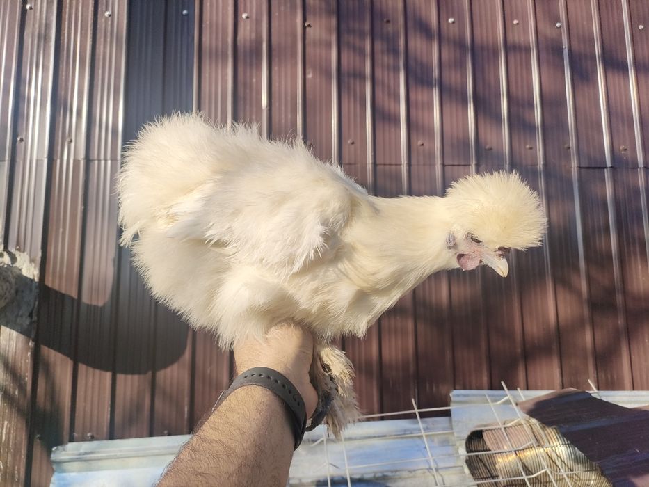 Cocosi si gaina mătase japoneză si sebrightht