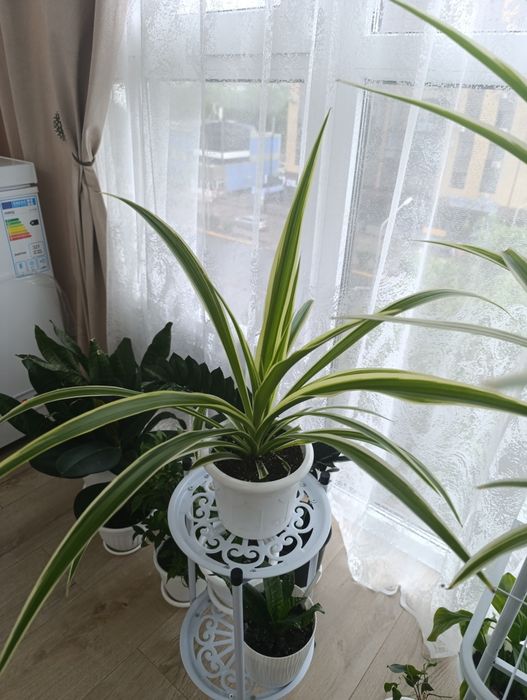 Хлорофитум для очищения воздуха