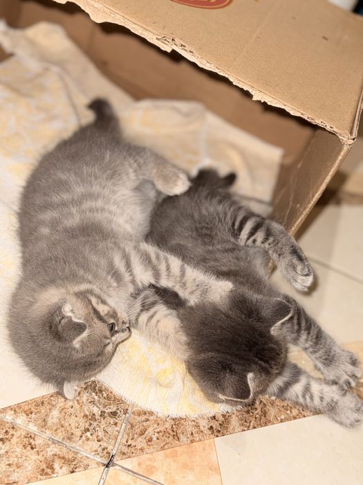 Продам Веслоухих котят