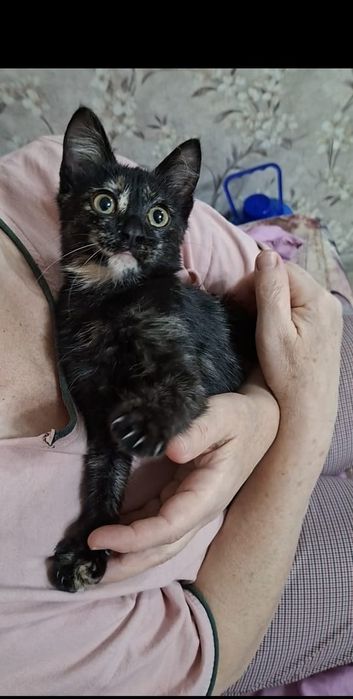 Чудо котенок Рада в добрые руки!