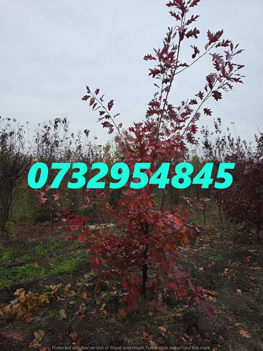 Tei, Mesteacăn, Arțar, Platan, Stejar – Umbră și Estetică