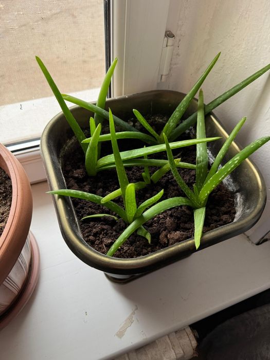 Продам молодые отростки алоэ