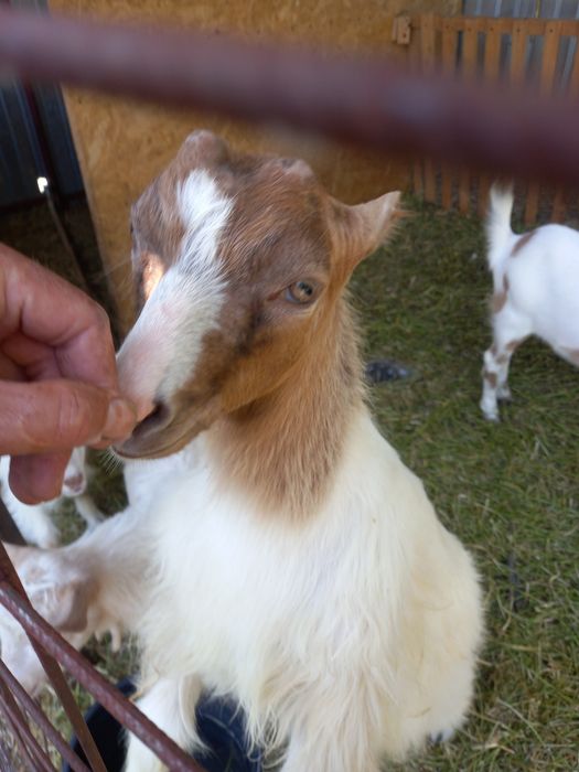 Se vând doi iezi la alegere!