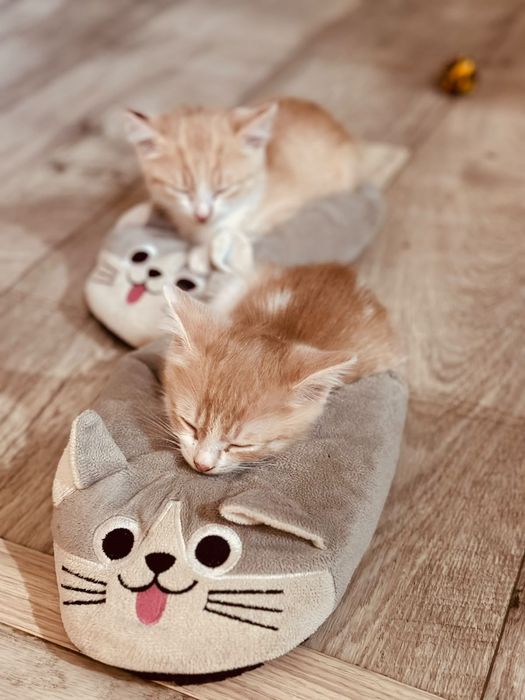 Отдам котят в добрые руки