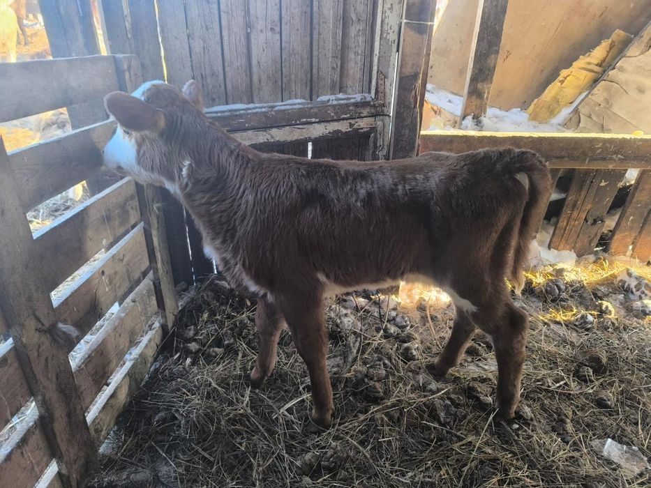 Продам телят 2 недели