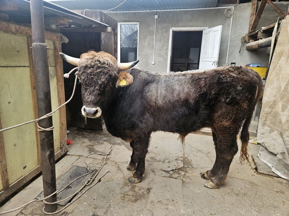 Продам бычка домашнего Алатауской породы  стоит на откорме домашнем