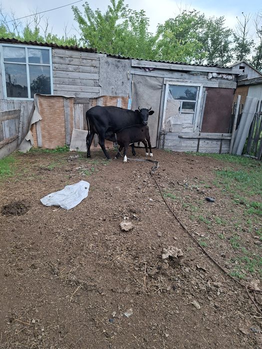 Продаётся коровы