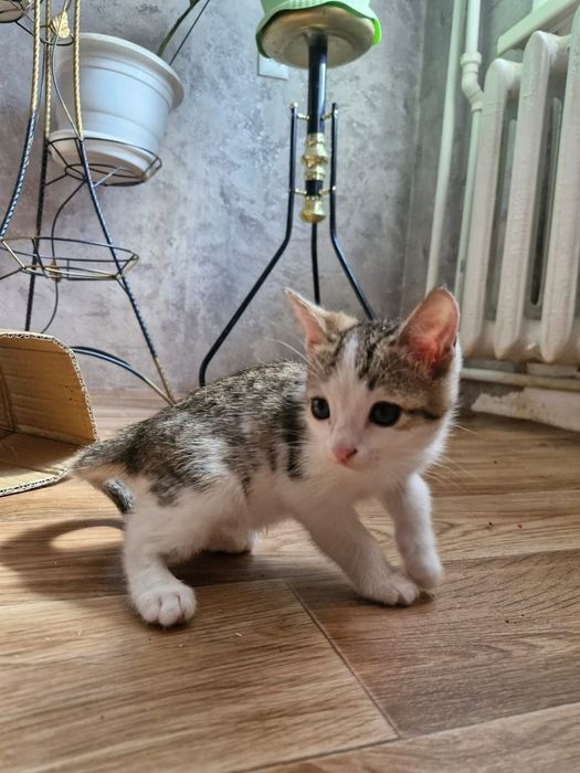 Отдам котят в хорошие руки