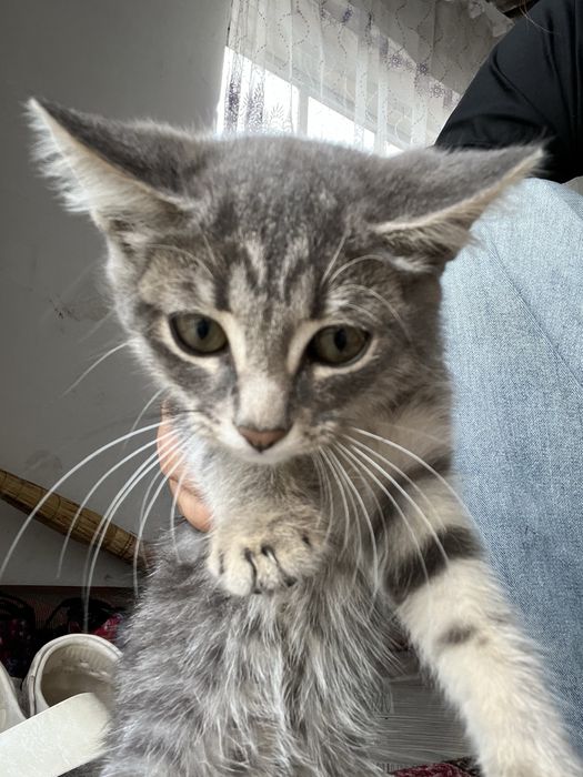 Котята  в хорошие руки