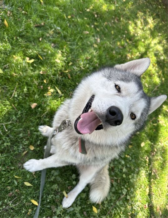 Продам хаски, мальчик