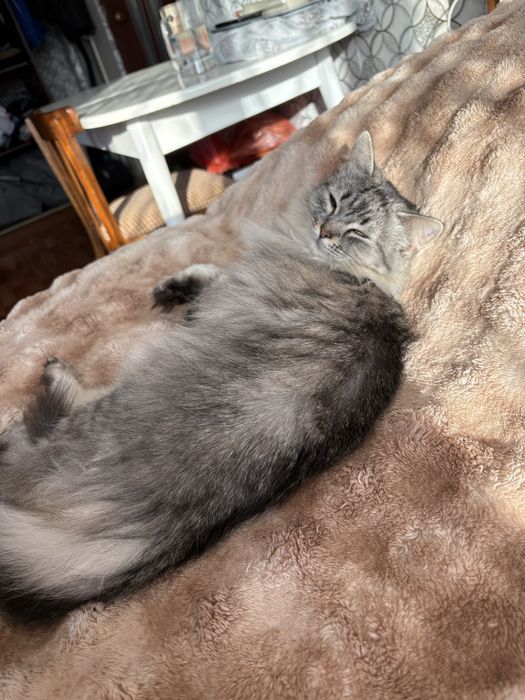 Отдам кошку, в хорошие, добрые руки.